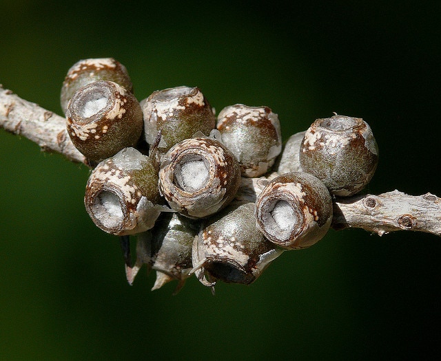 Callistemon pallidus