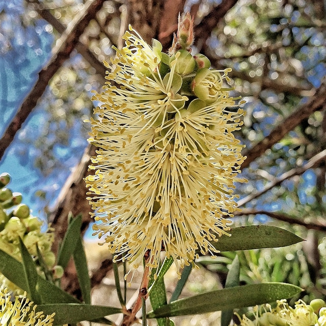 Callistemon pallidus