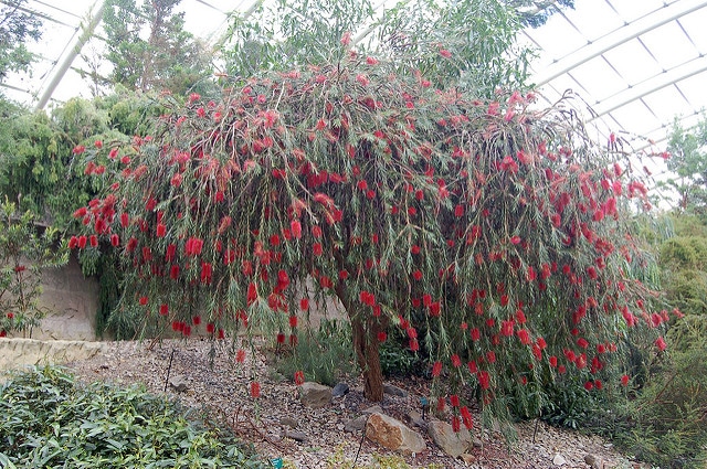 Callistemon phoeniceus