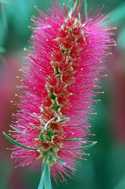 Callistemon phoeniceus