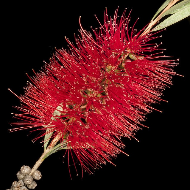 Callistemon phoeniceus