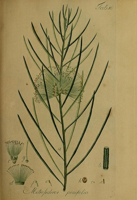 Callistemon pinifolius