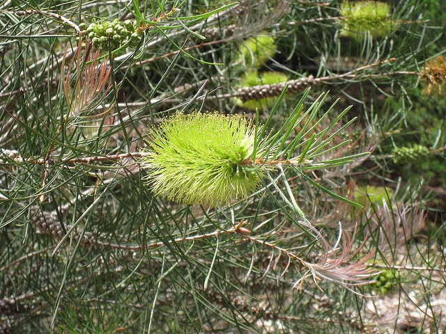 Callistemon pinifolius