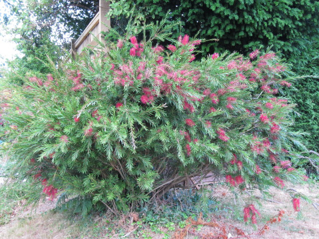 Rince-bouteilles rigide (Callistemon rigidus)