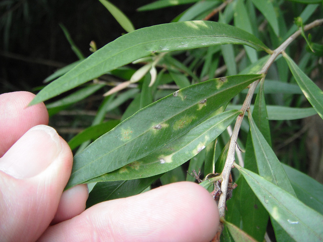 Arbre à goupillons blanc (Callistemon salignus)