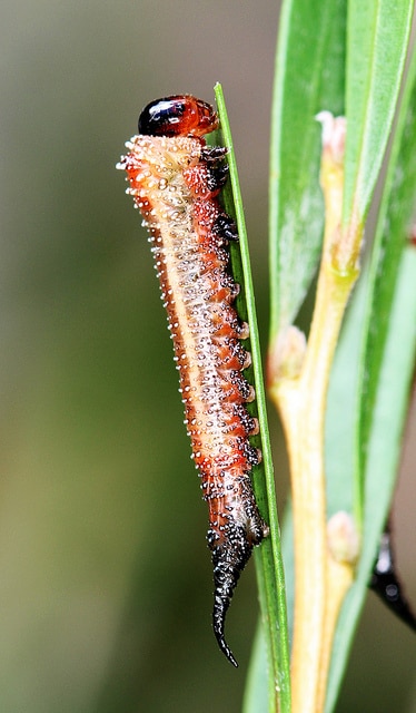 Callistemon sieberi