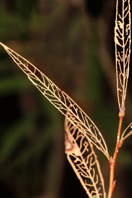 Callistemon sieberi