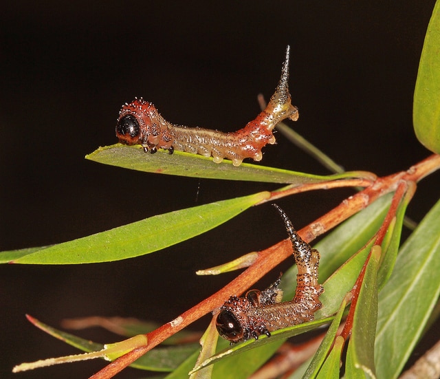 Callistemon sieberi