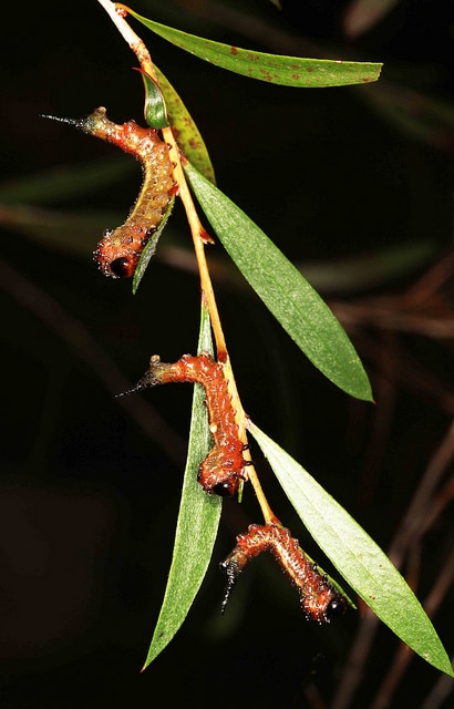 Callistemon sieberi