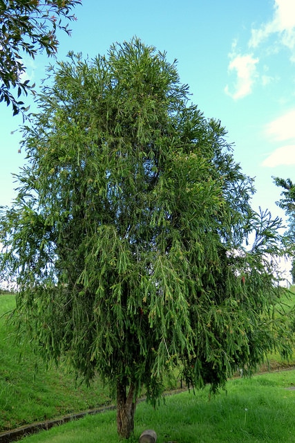 Callistemon speciosus