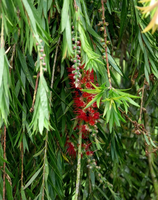 Callistemon speciosus
