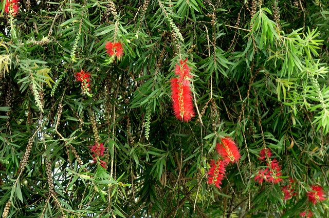Callistemon speciosus