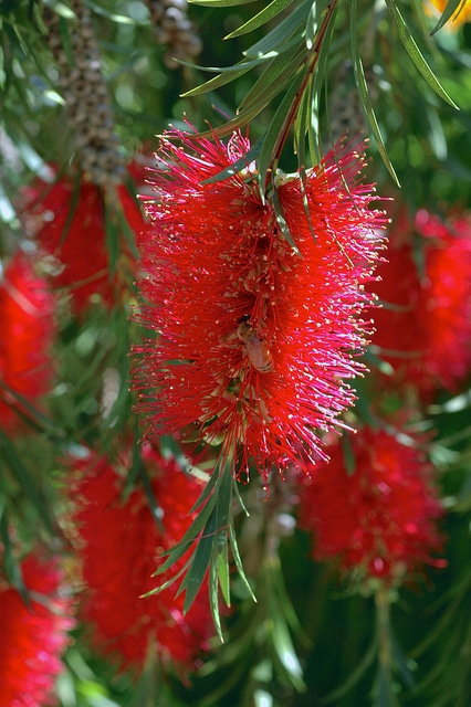 Callistemon speciosus