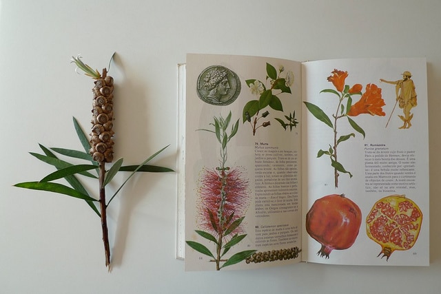 Callistemon speciosus