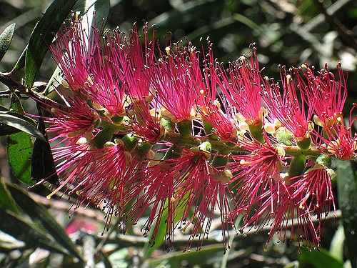 Callistemon speciosus