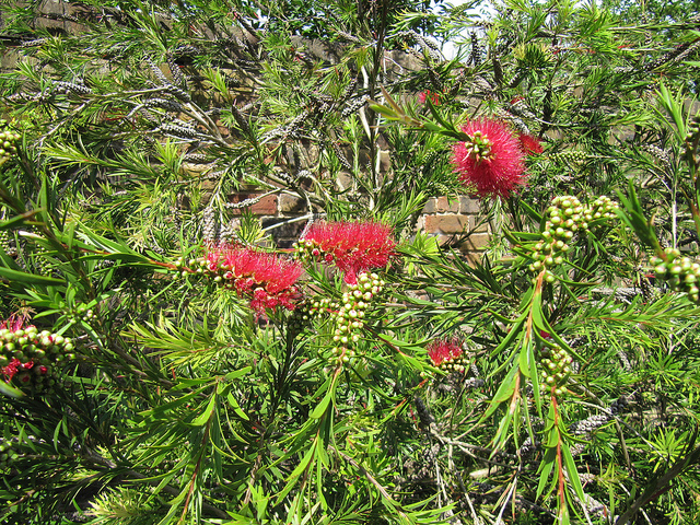 Callistemon subulatus