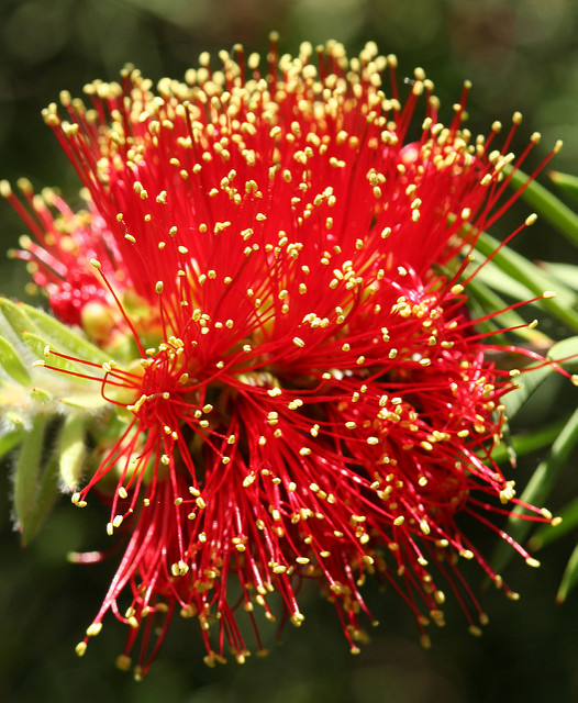 Callistemon subulatus