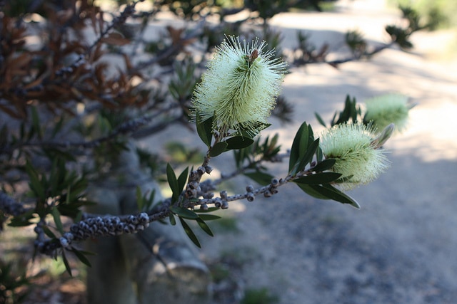 Callistemon viridiflorus
