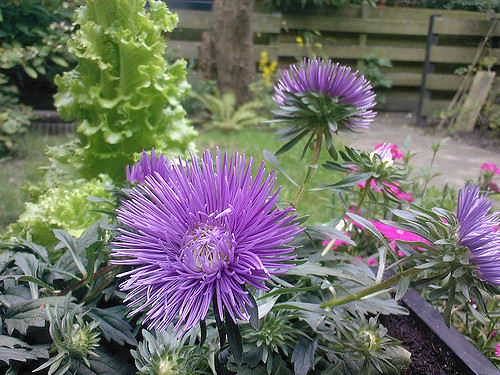 Aster de chine