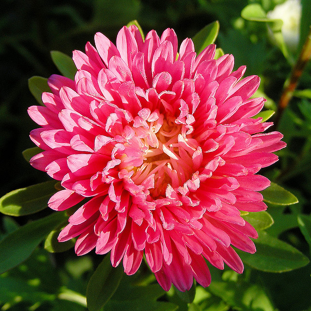 Aster de chine