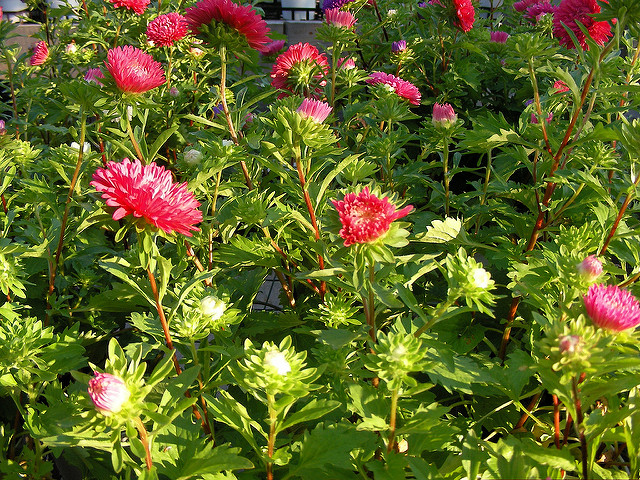 Aster de chine