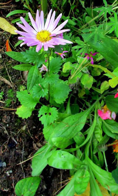 Aster de chine