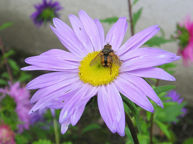 Aster de chine (Callistephus chinensis)