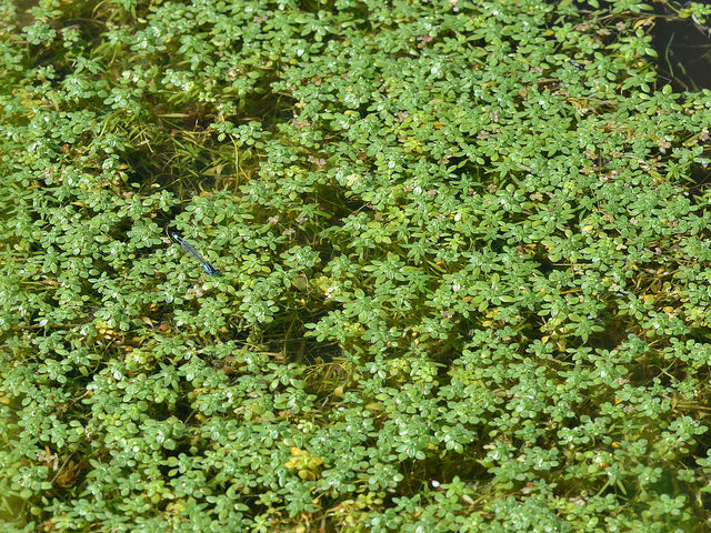 Callitriche à angles obtus (Callitriche obtusangula)