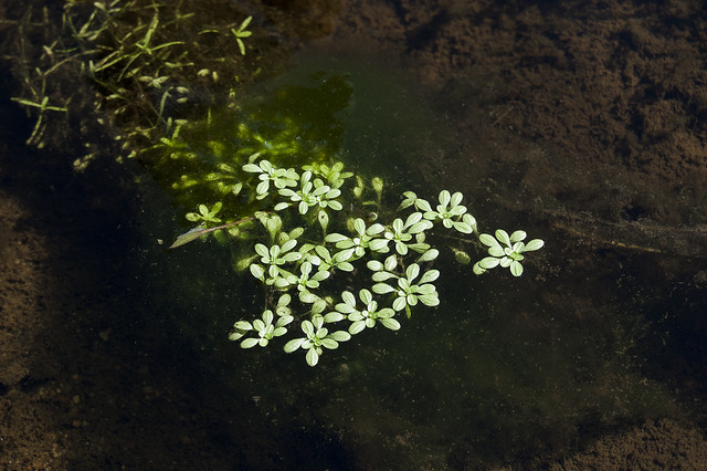 Callitriche aquatique (Callitriche palustris)