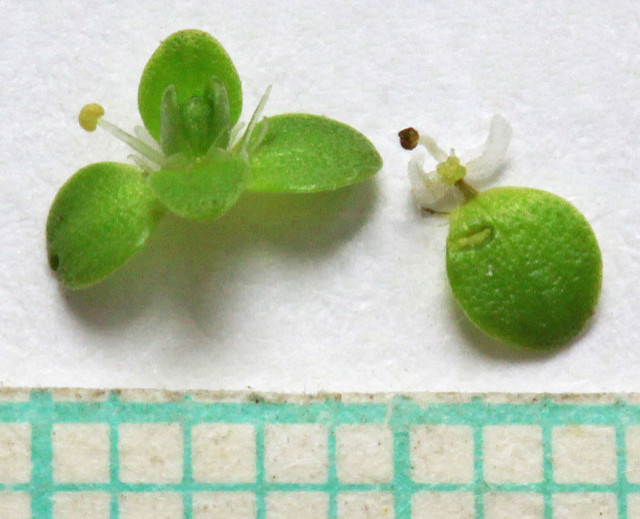 Callitriche aquatique