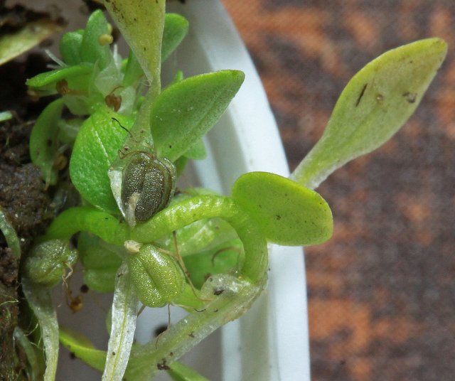 Callitriche aquatique