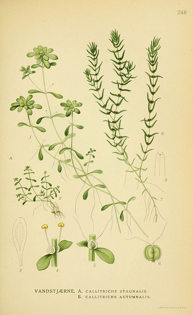 Callitriche des eaux stagnantes (Callitriche stagnalis)