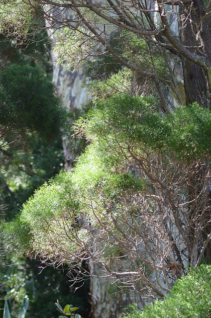Callitris glaucophylla