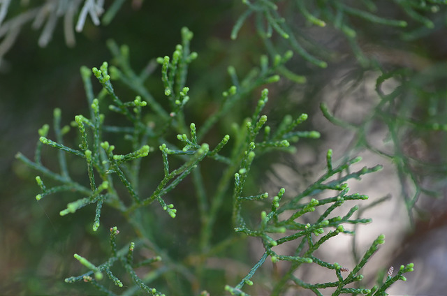 Callitris glaucophylla