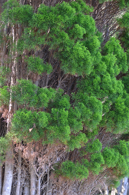 Callitris glaucophylla