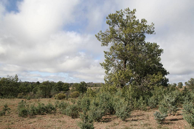 Callitris glaucophylla (Callitris columellaris)