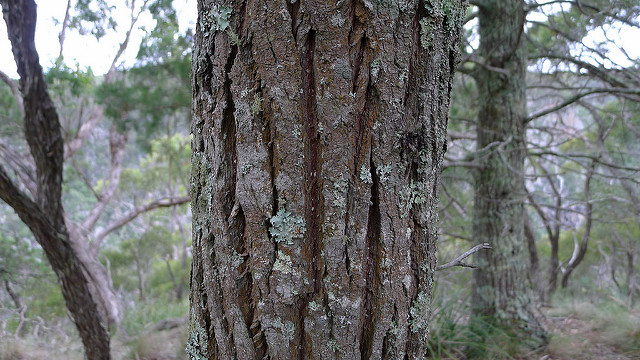 Callitris endlicheri