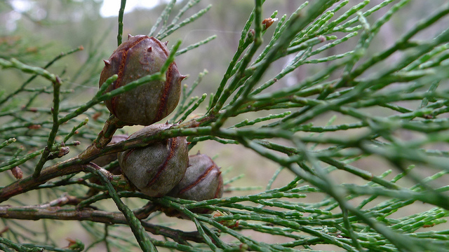 Callitris endlicheri