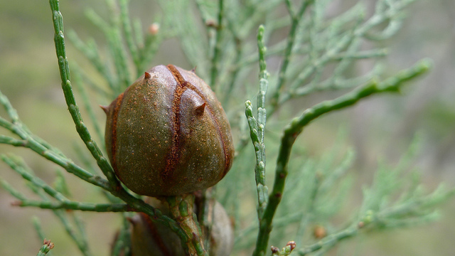 Callitris endlicheri