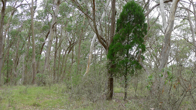 Callitris endlicheri (Callitris endlicheri)