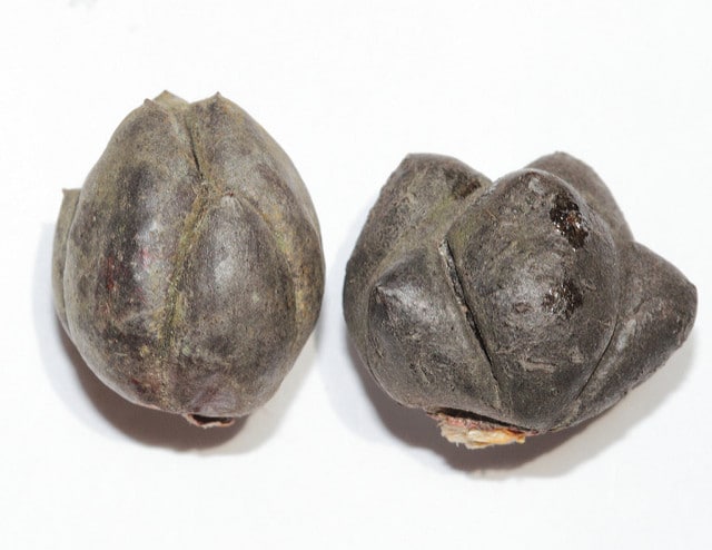 Callitris oblonga