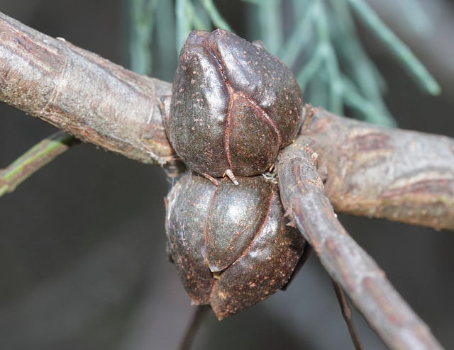 Callitris oblonga (Callitris oblonga)