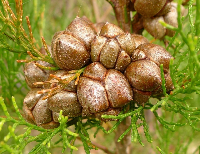 Callitris rhomboidea