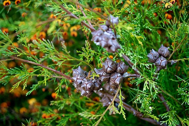 Callitris rhomboidea