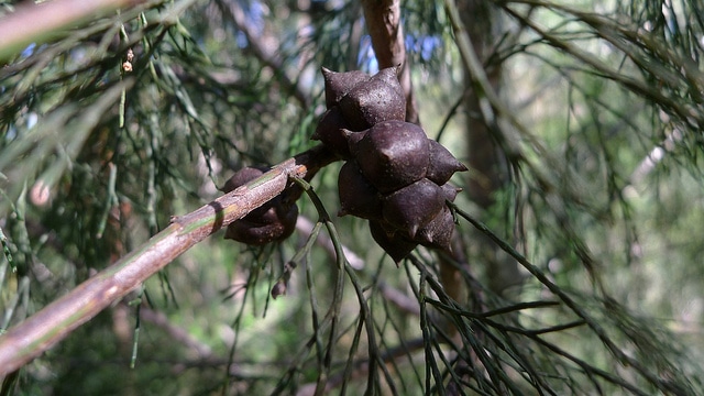 Callitris rhomboidea
