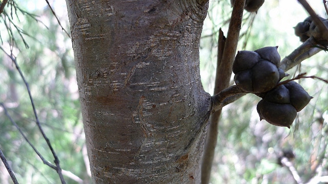 Callitris rhomboidea (Callitris rhomboidea)