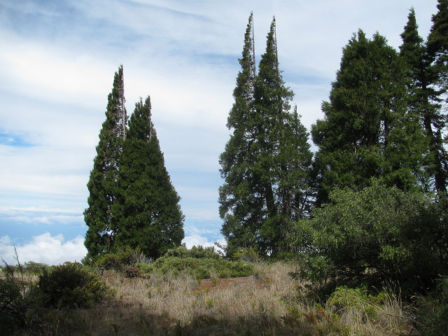 Calocèdre (Calocedrus decurrens)