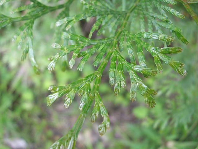Calocedrus macrolepis