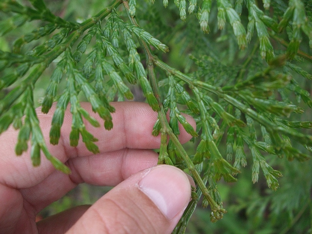 Calocedrus macrolepis