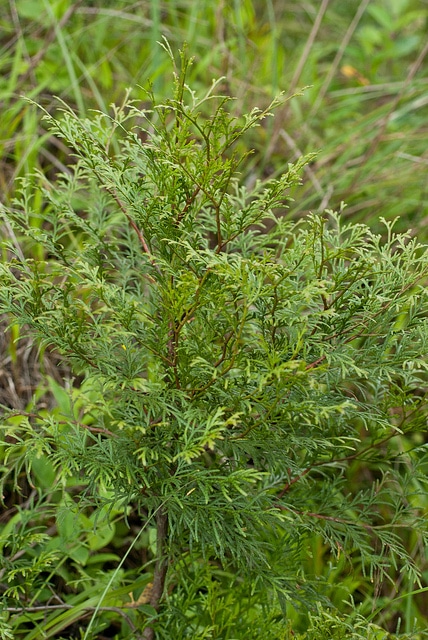 Calocedrus macrolepis